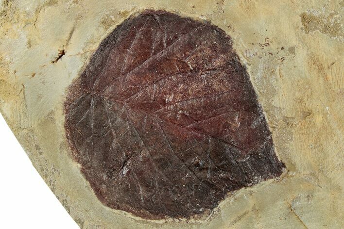 Fossil Leaf (Davidia) - Montana #268167